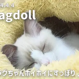 【 ラグドール成長ログ 】ラグちゃんホイホイでリラックスタイム!