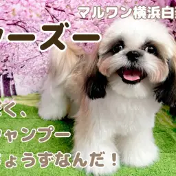 【 シーズー 】上手に出来るかな?シーズーくんシャンプーの様子大公開!