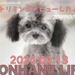 【トイプードル成長ログ】シルバーちゃんトリミングデビューしたよ!