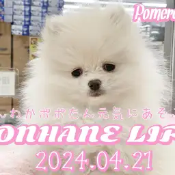 【ポメラニアン成長ログ】ほんわかポポたん元気に遊ぶよ！