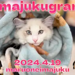 【 イマジュクグラム 】間もなく生後4ヶ月の抱き心地最高なラグドールの女の子!