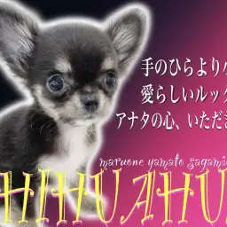 【 チワワ 】手のひらよりも小さなアイドルプリンセス降臨!あなたの心を鷲掴み!