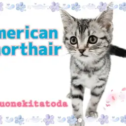 【 アメリカンショートヘア 】会えば虜に!愛されにゃんこの人気の秘密