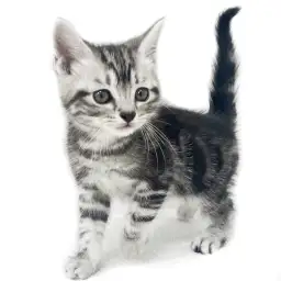 アメリカンショートヘア