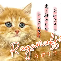 【 ラガマフィン 】赤く燃る鮮やかさ!濃厚レッドタビーをご覧あれ!