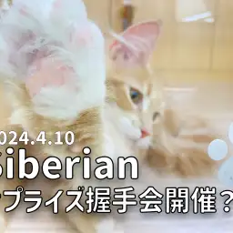 【 サイベリアン成長ログ 】ファン歓喜!!!サプライズ握手会開催!?