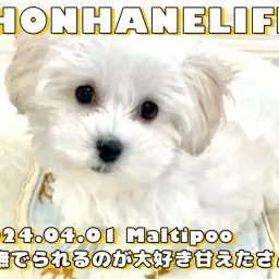 【 マルプー成長ログ 】撫でられるのが大好きな甘えたマルプーちゃん！