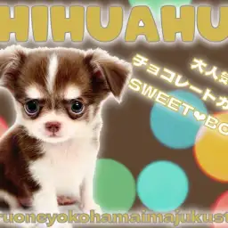 【 チワワ 】見た目も中身もスウィートな生後2ヶ月のチョコタンチワワの男の子!