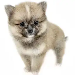 MIX（ポメラニアン×チワワ）