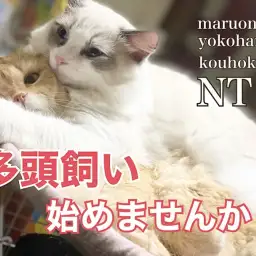 【 お役立て情報 】猫さんの多頭飼いのポイントを教えちゃいます！
