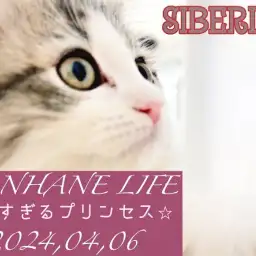 【 サイベリアン成長ログ 】美しさに磨きがかかるプリンセス！