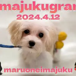 【 イマジュクグラム 】お散歩デビュー記念!生後4ヶ月体重1kgのマルプーに密着