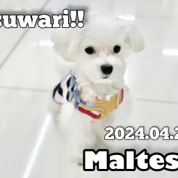 【 マルチーズ 】オスワリなんてハンドサインでできちゃうんだから〜!