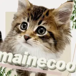 【 メインクーン 】圧倒的飼いやすさ！心優しきジェントルマンが癒しをお届け