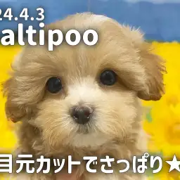 【 マルプー成長ログ 】目元カットで更に可愛さマシマシ!!