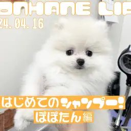 【 ポメラニアン成長ログ 】ぽぽたんはじめてのシャンプー！