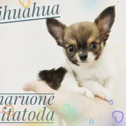 【 チワワ 】生後60日の体重は440g！ミニマムチワワが北戸田店に舞い降りた！