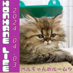 【ペルシャ成長ログ】ペルちゃんのルームツアーだにゃ!