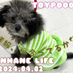 【トイプードル成長ログ】かわいいお洋服でトレーニングしたよ!