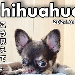 【 チワワ成長ログ 】今日も筋トレに励むのは誰だ？！小さな力持ち！