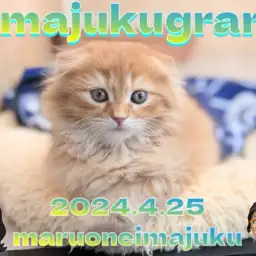 【 イマジュクグラム 】眠気に勝てない無防備なスコティッシュちゃまを激写!