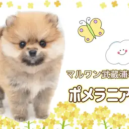 【 ポメラニアン 】生後78日で529g!小さめポメラニアンの女の子が埼玉に登場!