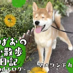 【 柴犬 】愛らしさ満載!とある日の朗らかお散歩風景~2ndブログ~