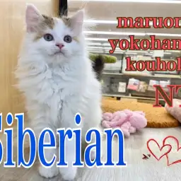 【 サイベリアン 】元気に成長！爆毛サイベちゃんの生後85日！