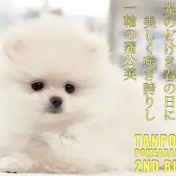 【 ポメラニアン 】美しきタンポポポメの生後77日目を大公開！