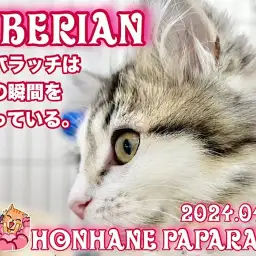 【 4/14ホンハネパパラッチ 】サイベリアンのボールさばきピカイチニャンです！