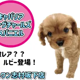 【 キャバリア 】珍しいルビーの毛色に宝石のように輝く瞳を持った男の子登場！