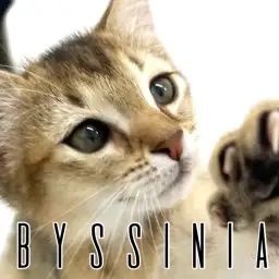 【 アビシニアン  】美貌と懐っこさを併せ持つコミュニケーションの申し子！