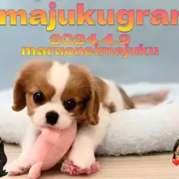 【 イマジュクグラム 】キャバリアの聖地に仲間入りした尻尾が止まらない甘えん坊!