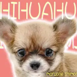 【 チワワ 】手乗りサイズの小さな身体！幼顔とドワーフ体型が特徴的な逸材現る！