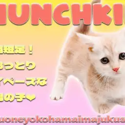 【 マンチカン 】超短足な完全2頭身BODY！クリームカラーの癒し系な男の子！