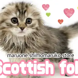 【 スコティッシュフォールド 】垂れ耳×美形×甘えん坊と、三拍子揃った神猫現る!