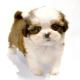 MIX（チワワ×シーズー）