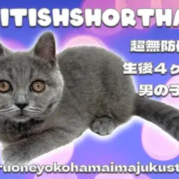 【 ブリティッシュショートヘア 】生後4ヶ月の濃厚ブルーが美しい無防備な甘えん坊