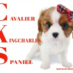 【 キャバリア 】丸みのあるお顔がキュートなブレンハイムな女の子登場!