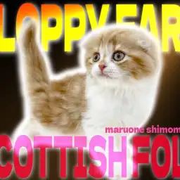 【 スコティッシュフォールド 】丸顔と垂れ耳の癒し系は心をホッとさせてくれる存在