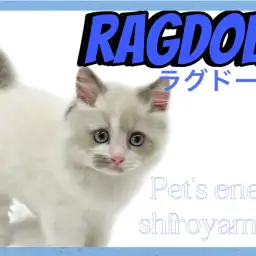 【 ラグドール 】トレードマークのある愛嬌顔!抱っこが大好きな甘えん坊にゃんこ