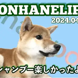 【 柴犬成長ログ 】できる男の基本！身だしなみでシバオの魅力アップ！