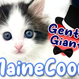 【 メインクーン 】大きさだけじゃない！究極のベイビーフェイス！