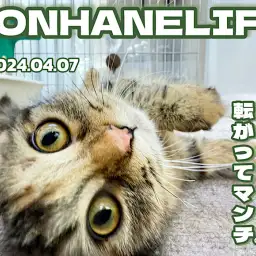 【 ブラウンマンチ成長ログ 】コロコロとオテは私の特技なのニャ！