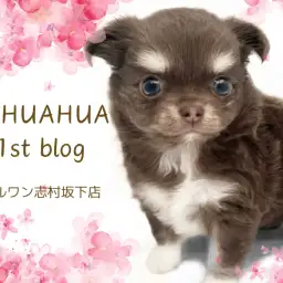 【 チワワ 】深海の様に深いブルーの瞳を持つムチコロボデイのチッチくんが登場!