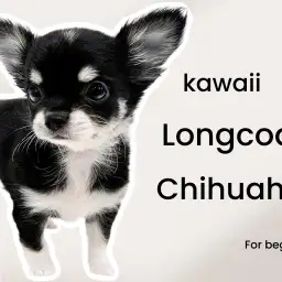 【 チワワ 】マロ眉がキュートなブラタンチワワ！ワンコ初心者にお勧めな優等生