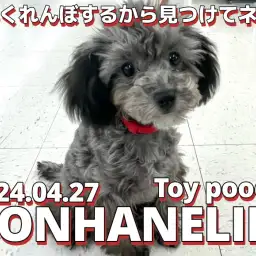 【 トイプードル成長ログ 】今日はかくれんぼで遊ぶワン！