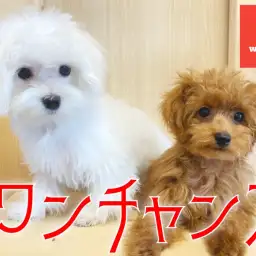 【 5代目ワンチャンズ 】おまるとぷーこ。時々サイちゃん！