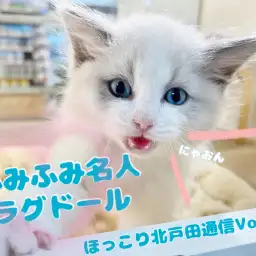 【 ほっこり北戸田通信Vol.36 】甘えたいときは足ふみモード!