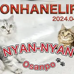 【 ラガマフィン成長ログ 】マンチちゃんとお散歩を楽しむラガマフィンちゃん！